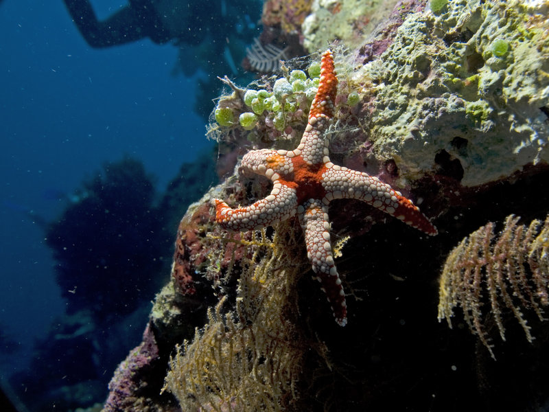 Starfish, Barracuda Point